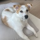 똥이 똥인지 먹어봐야 아는 바보..(펑) 이미지