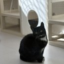 마루위의 고양이 | 화성 반려마루 유기묘 봉사활동 후기 l 동물 봉사활동 추천, 고양이, 강아지