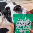 [남부] 올데이브런치 B | 원주 애견동반 가능한 브런치 맛집 펍 올데이파티