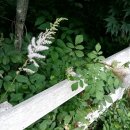 빨강버섯 스머프 이미지