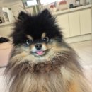 푸르댕댕 이미지