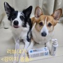 (강아지 치약 추천)포우바우 프라글린스 사용 후기