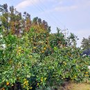 블랑 게스트하우스 | 나혼자 제주 환상 자전거길 종주:: 3일차 (일정, 맛집, 숙소, 비용)