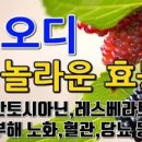 오디 효능 3가지 뽕나무오디 오디즙 가루 복용방법 이미지