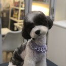 도그마 펫살롱 이미지