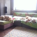＜2014 Retriever Specialty Show＞ 책자 광고 마감합니다.^^ 이미지