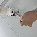 일리키독 이미지