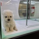 미유펫 강아지분양 고양이분양 전주점 이미지