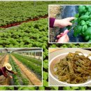 신봉농장 이미지