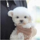 부산 강아지분양 도로시펫 이미지