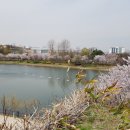 서서울호수공원 Daum카페