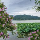 남원 진기리 느티나무 이미지