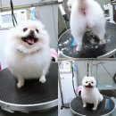 다정하개 이미지