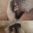 매일덴탈 | 강아지 덴탈껌 추천 요금 매일 챙겨주는 프로젝트21 덴티 스크럽 츄 후기