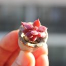 뽑아부러 이미지