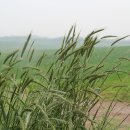 내리목장 이미지