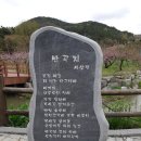 경산 반곡지 복사꽃 이미지