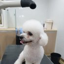 멍멍아 또 와 이미지