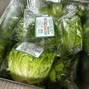 둥구머리협동조합 | 샐러드로 먹기 좋은 채소/유러피안샐러드/둥구머리협동조합