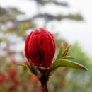 태백초등학교 이미지