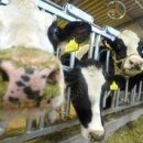 부흥목장 이미지