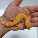 인터렙타일 이미지