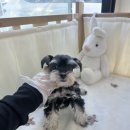 건강한 강아지 | 노원강아지분양 슈나우저 추천 건강한 입양후기