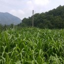 방추농장 네이버블로그