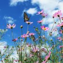 코스모스 이미지