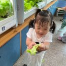 🥬 웰스팜 수확해보기 🥬 이미지