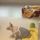 쿨펫 양·한방 동물병원 | 강아지 디스크 치료 대전 유성쿨펫한방병원! 침치료와 한약까지