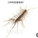 (징크스) 그리마(돈벌레) 보면 희안합니다... 이미지