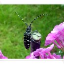 오복민박 이미지