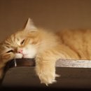 마이셀프 이미지