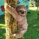 나무늘보 이미지