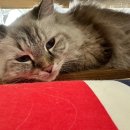 피움동물병원 이미지