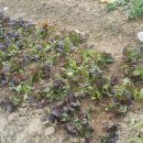 예진농장 이미지