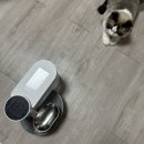 푸푸펫츠 반려동물 스마트 자동 급수기 | 내돈내산 고양이정수기 후기