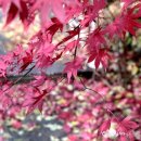 단풍나무펜션민박 이미지