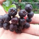 소림농장 이미지