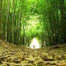 유명산자연휴양림 이미지