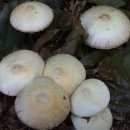 담황색주름버섯 Agaricus silvicola 이미지