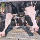 율리목장 이미지