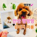 멍멍멍 | 안산애견미용샵 미용스트레스없는 멍멍멍