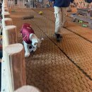 하나교 생태통로 앞 | [대구 놀거리] 네이처파크 아기백사자 산책 내돈내산 후기ㅣ예약ㅣ정보ㅣ이색 데이트 추천