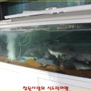 고미참치 이미지