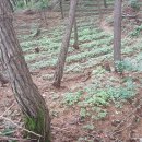 연일농장 이미지