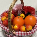 🐶🤍(9) 이미지