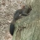 소리나무숲