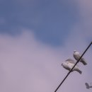 하얀 비둘기 이미지